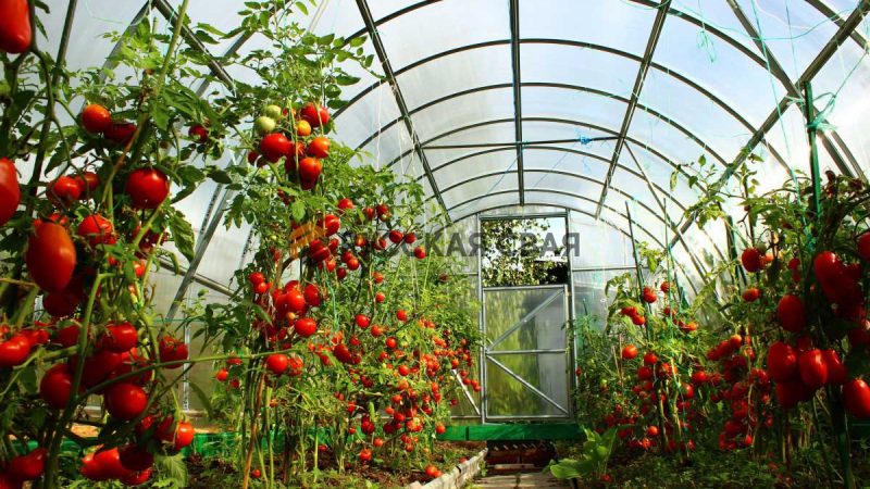 Теплица для выращивания цветов: создаем цветущий рай своими руками