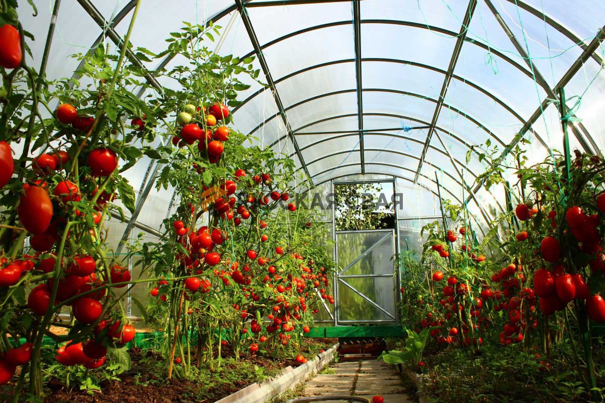 Теплица для выращивания цветов: создаем цветущий рай своими руками