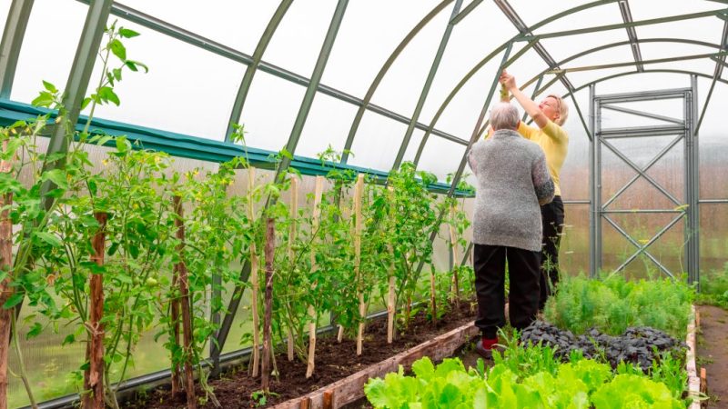 Тепличное овощеводство: Полное руководство для начинающих