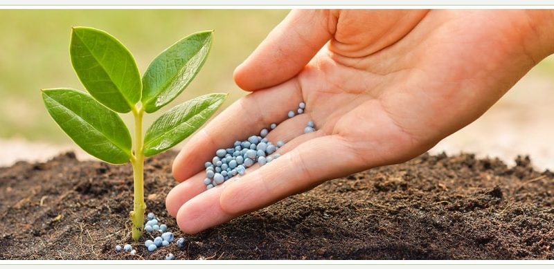 Удобрение почвы растениями: экологичный и эффективный способ улучшения плодородия