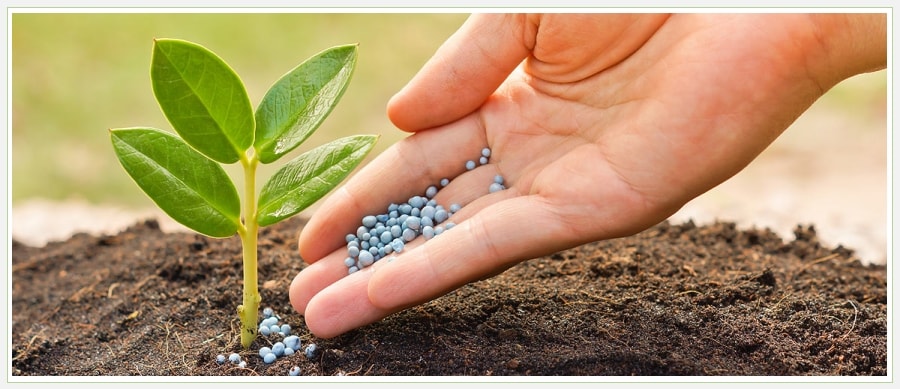 Удобрение почвы растениями: экологичный и эффективный способ улучшения плодородия