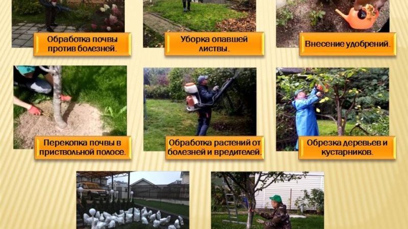 Удобрения осенью: как правильно подготовить сад к зиме