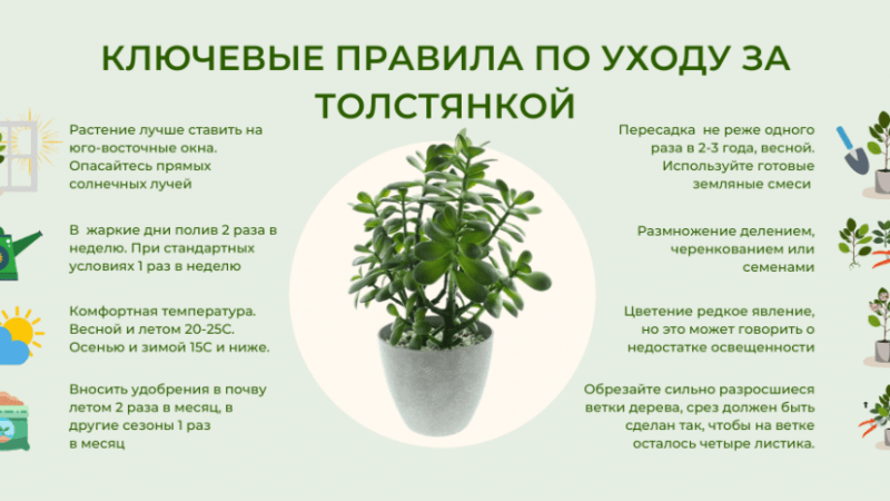 Уход за домашними цветами и деревьями: полное руководство