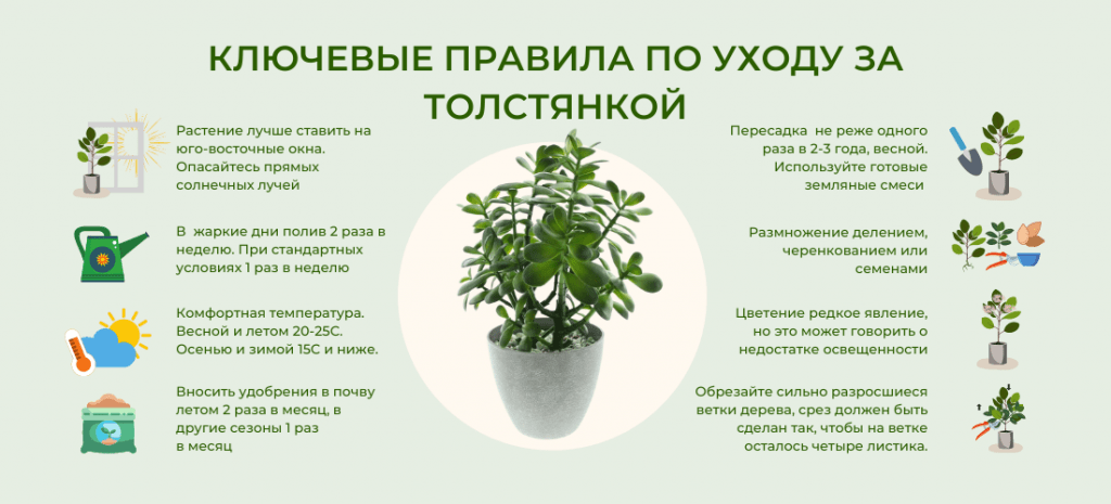 Уход за домашними цветами и деревьями: полное руководство