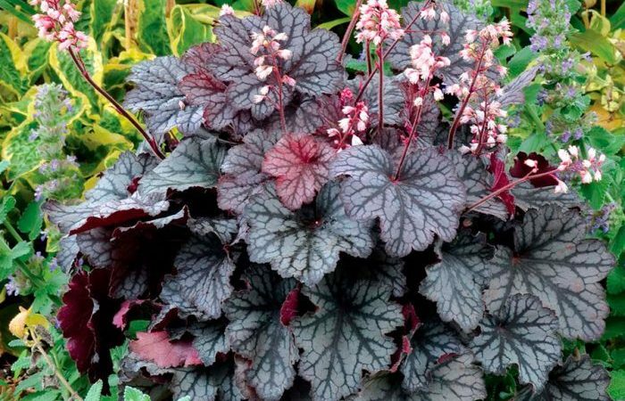 Уход за гейхерой: посадка, полив и особенности выращивания