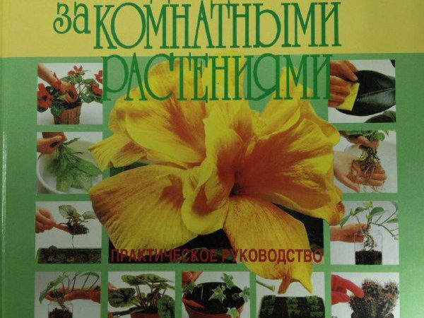 Уход за комнатными растениями: полное руководство