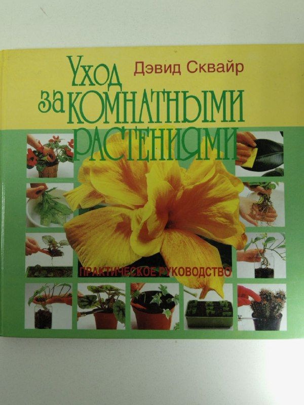 Уход за комнатными растениями: полное руководство