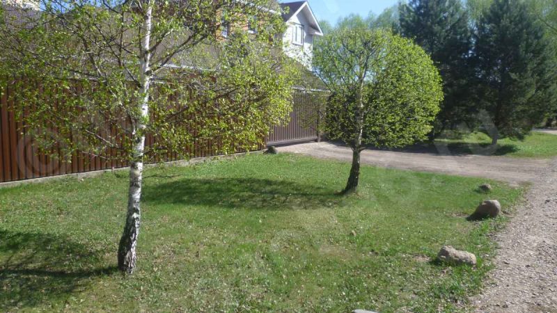 Влаголюбивые деревья и кустарники для дачи