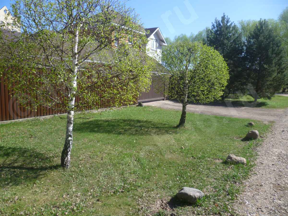 Влаголюбивые деревья и кустарники для дачи на Урале