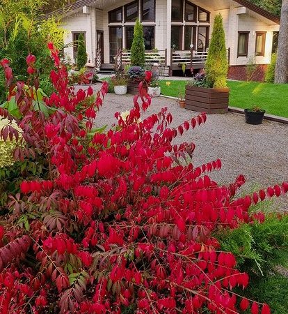 Влаголюбивые и тенелюбивые деревья и кустарники для дачи