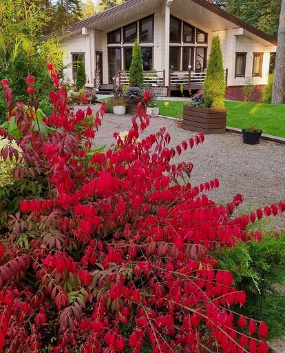 Влаголюбивые и тенелюбивые деревья и кустарники для дачи