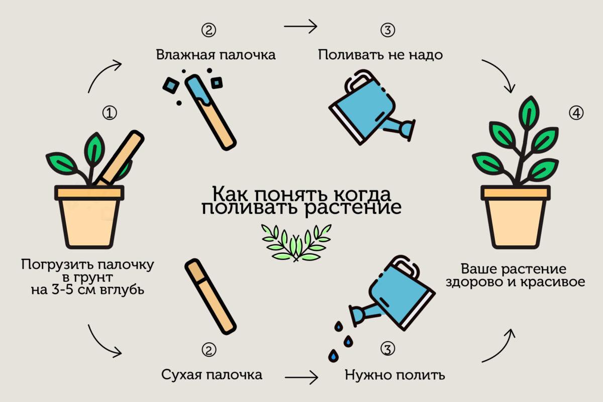 Всеобъемлющее руководство по поливу комнатных растений