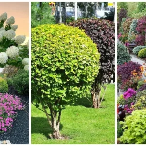 Выбор деревьев и кустарников для дачи