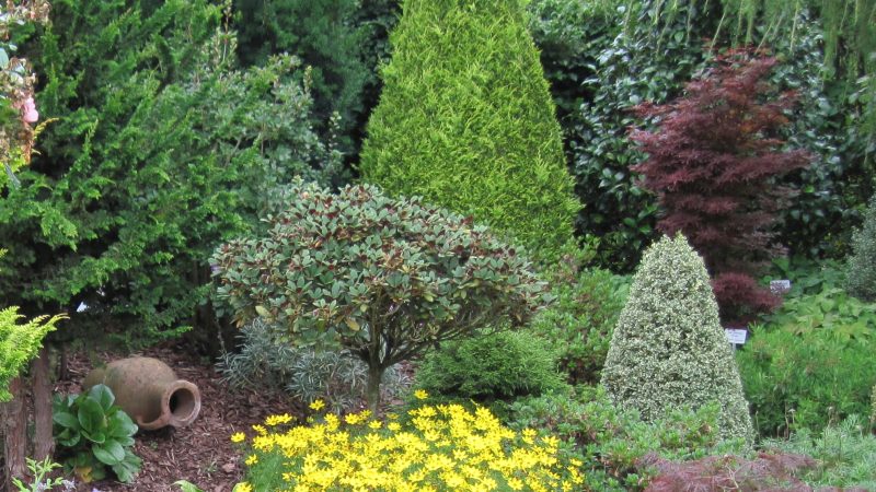 Выбор деревьев и кустарников для дачи: создаем красивый и уютный сад