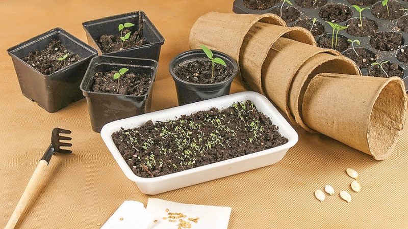 Выбор емкости для рассады: лучшие варианты и советы