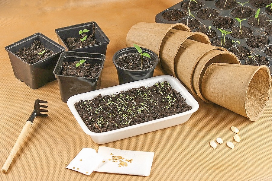 Выбор емкости для рассады: лучшие варианты и советы