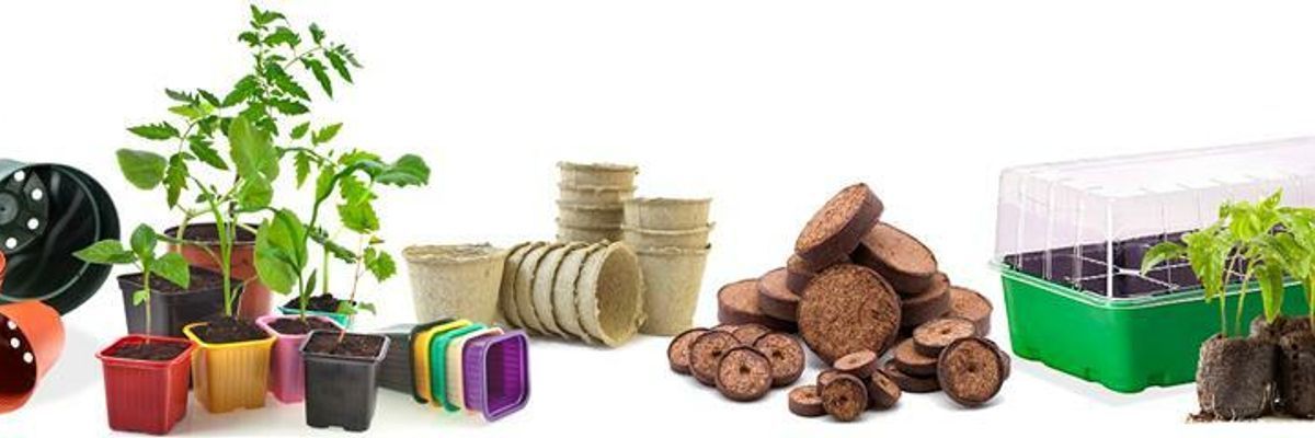 Выбор емкости для рассады помидор: виды, преимущества и недостатки