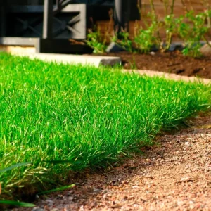 Выбор газона для дачного участка: типы, преимущества и недостатки