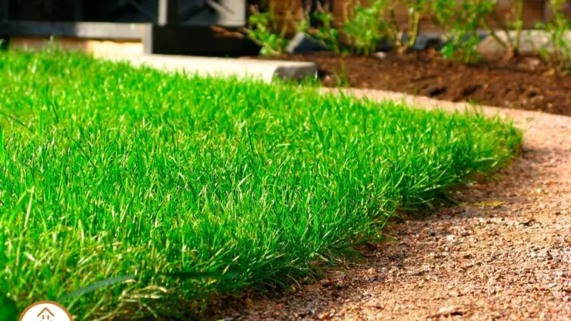 Выбор газона для дачного участка: типы, преимущества и недостатки