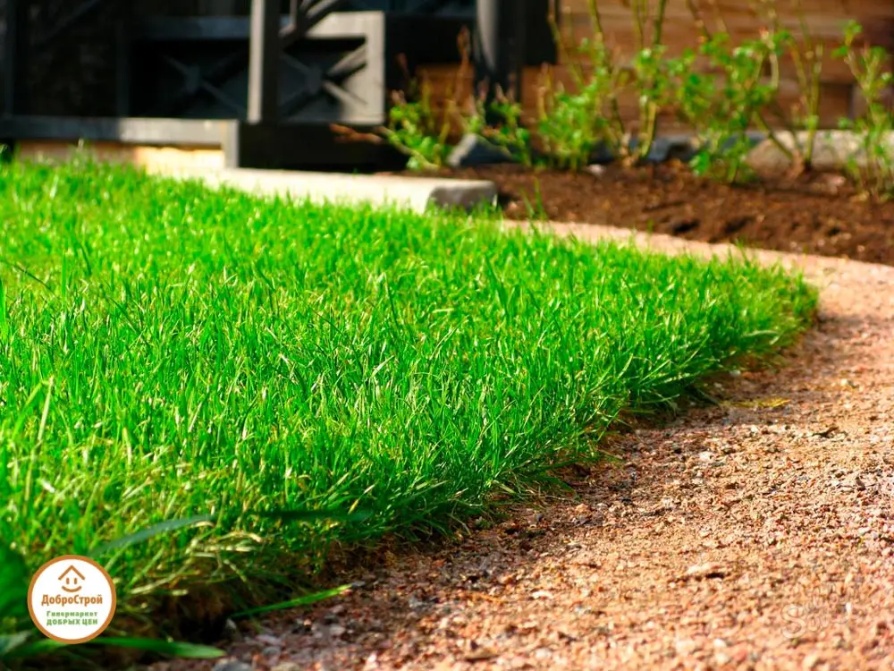 Выбор газона для дачного участка: типы, преимущества и недостатки