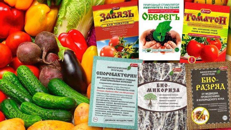 Выбор лучшего удобрения почвы для богатого урожая