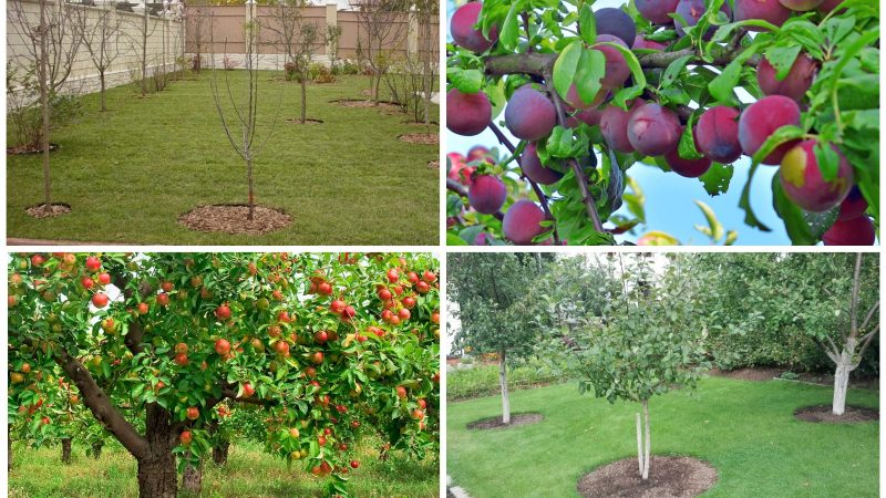 Выбор плодовых деревьев и кустарников для дачного участка