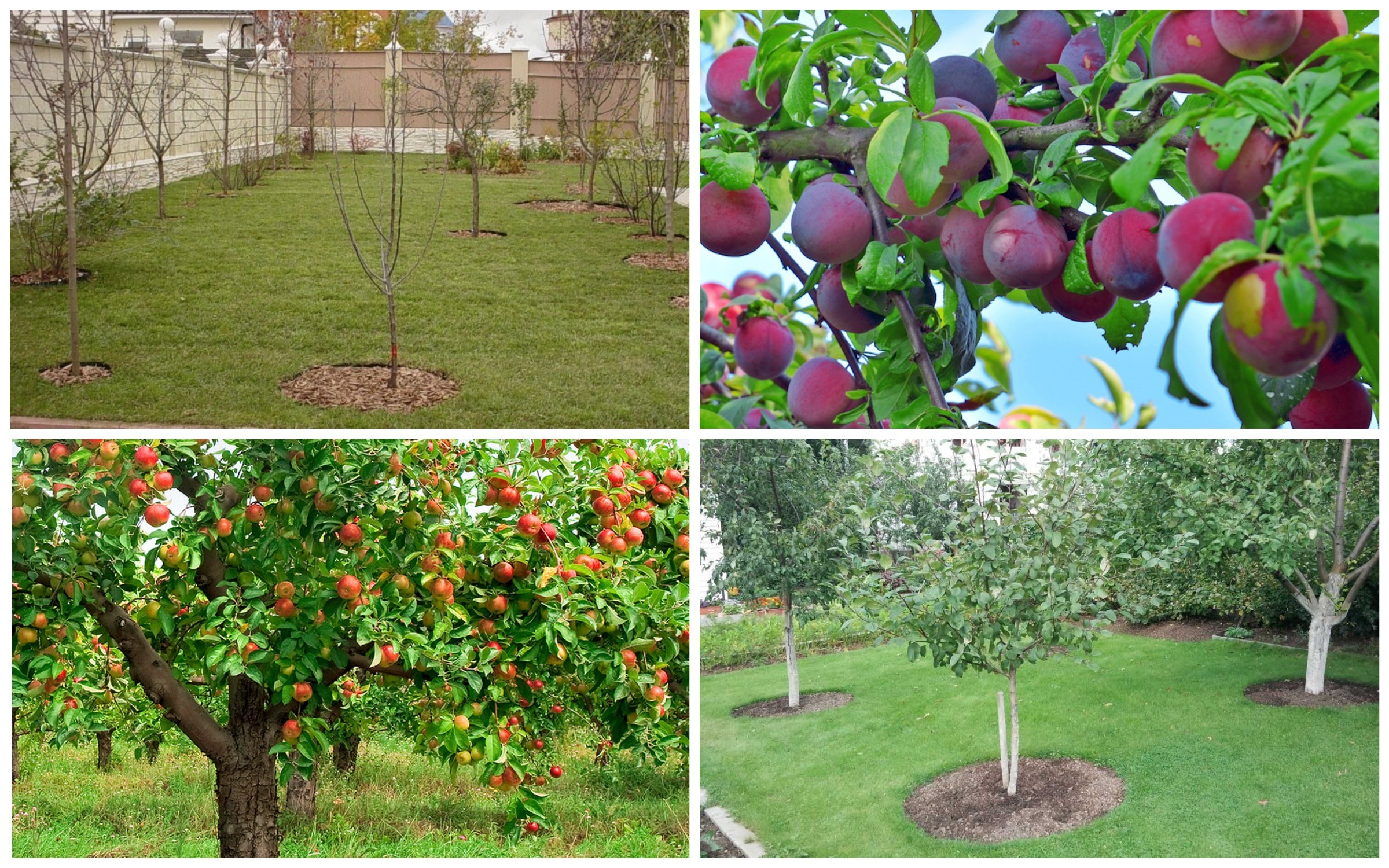 Выбор плодовых деревьев и кустарников для дачного участка