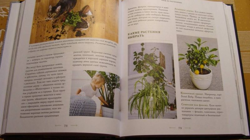 Выращивание цветка в горшке: полное руководство