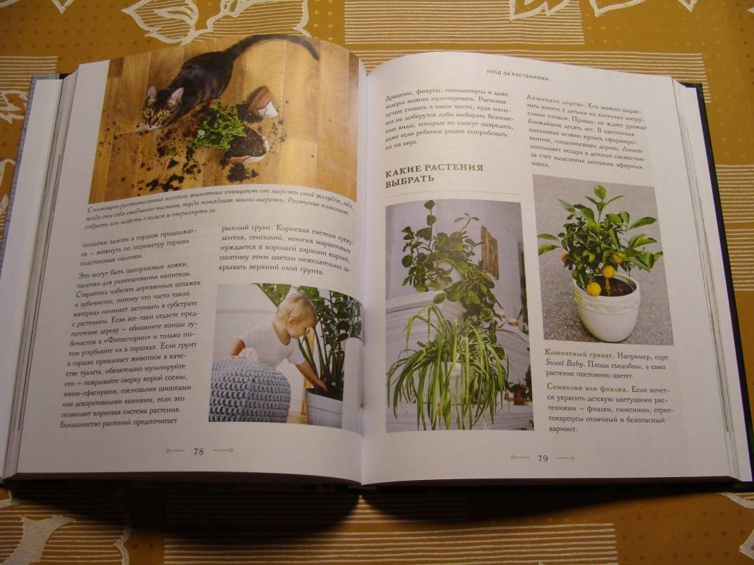 Выращивание цветка в горшке: полное руководство