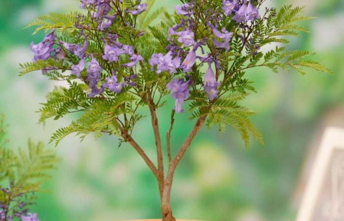 Выращивание и уход за цветами: создаем цветущий рай