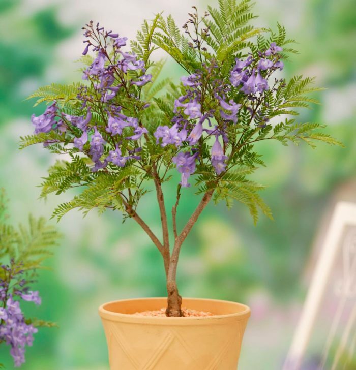 Выращивание и уход за цветами: создаем цветущий рай