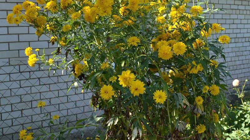 Выращивание и уход за цветком Золотой Шар (Рудбекия рассеченная)