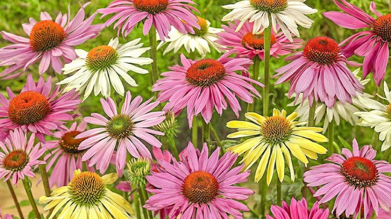 Выращивание эхинацеи: подробное руководство