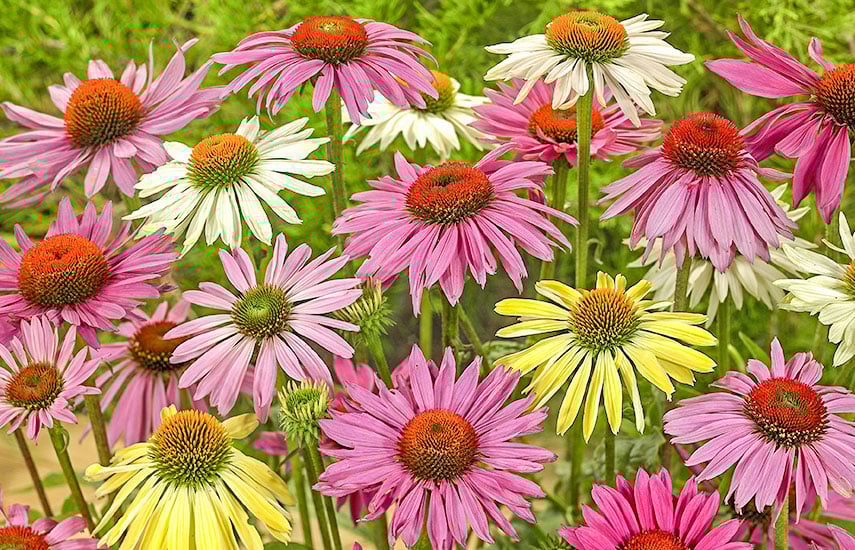 Выращивание эхинацеи: подробное руководство