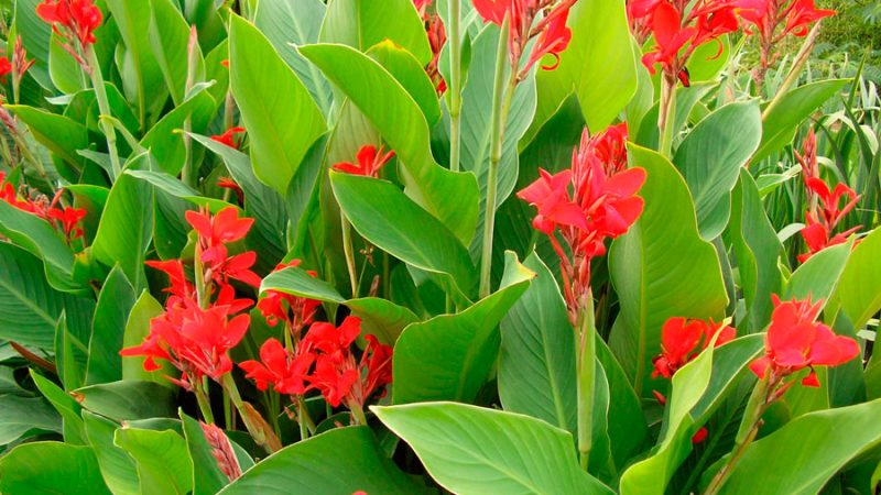 Выращивание канн в саду: от выбора сорта до подготовки к зиме