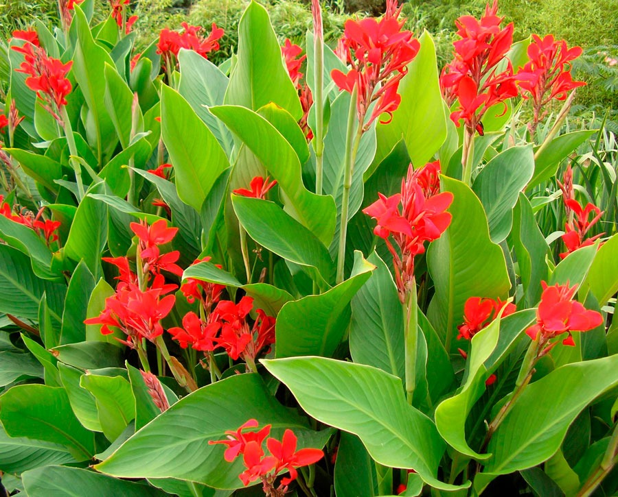 Выращивание канн в саду: от выбора сорта до подготовки к зиме