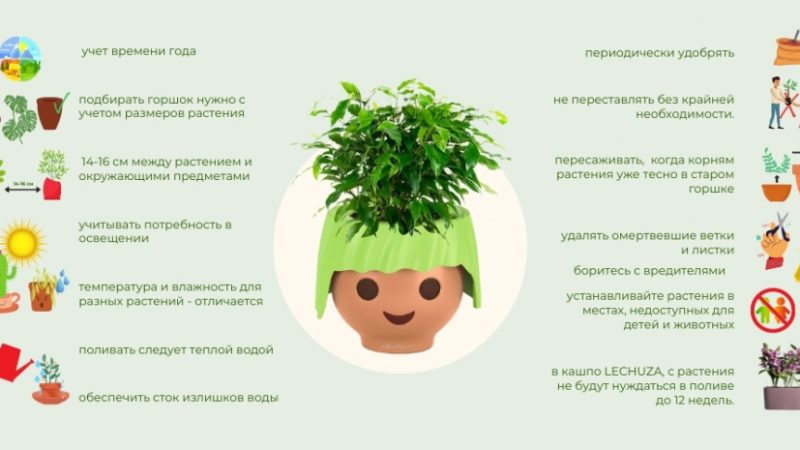 Выращивание комнатных цветов: советы и рекомендации