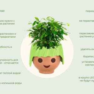 Выращивание комнатных цветов: советы и рекомендации