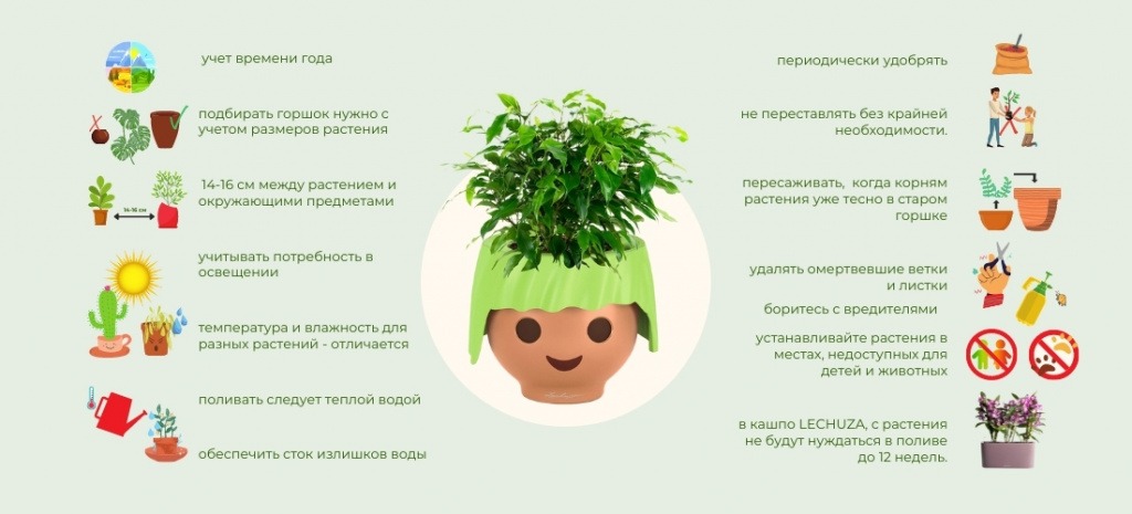 Выращивание комнатных цветов: советы и рекомендации