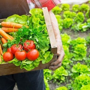 Выращивание овощей и фруктов: от подготовки до сбора урожая