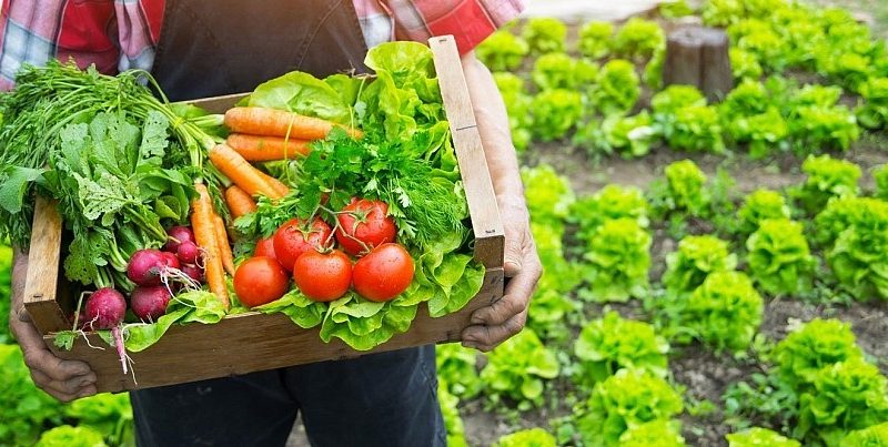 Выращивание овощей и фруктов: от подготовки до сбора урожая