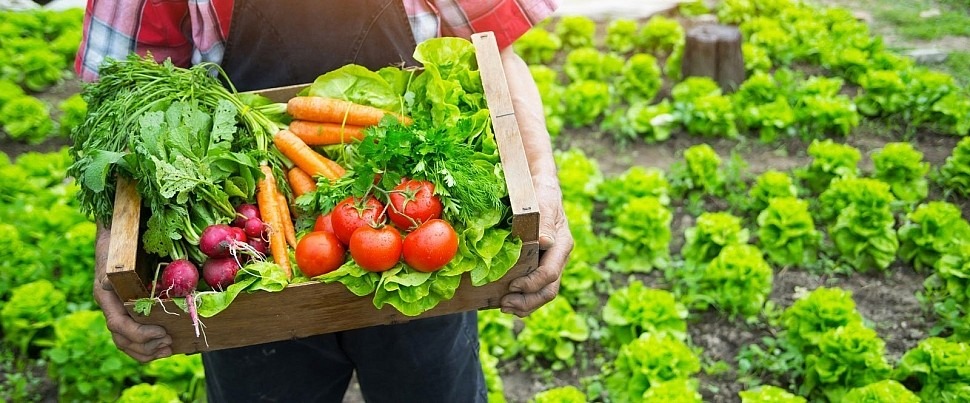 Выращивание овощей и фруктов: от подготовки до сбора урожая