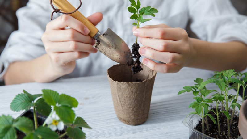 Выращивание овощей на подоконнике: советы и рекомендации для начинающих