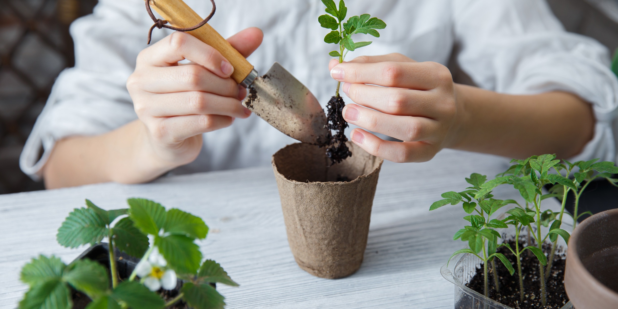 Выращивание овощей на подоконнике: советы и рекомендации для начинающих