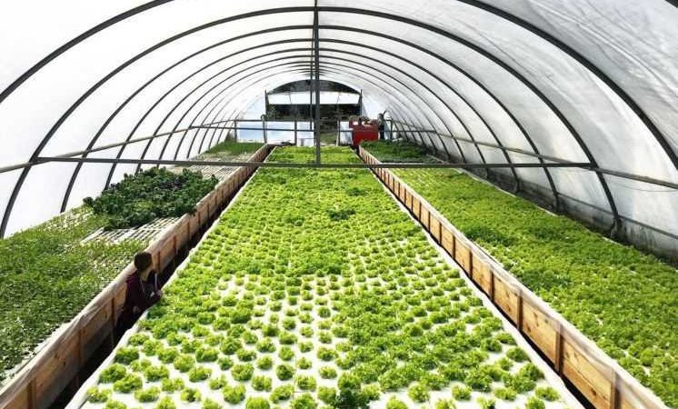 Выращивание овощей в теплице: от выбора до сбора урожая