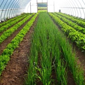 Выращивание овощей в закрытом грунте