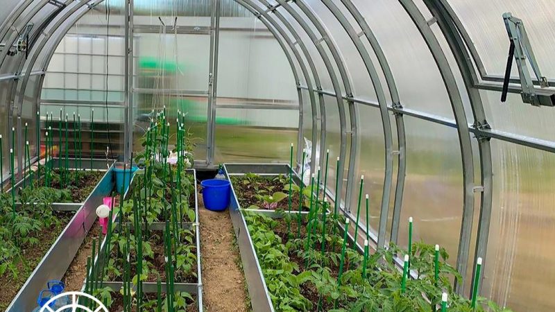 Выращивание овощей в закрытом грунте: полное руководство