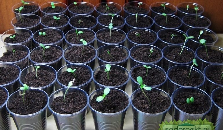 Выращивание рассады цветов: полное руководство