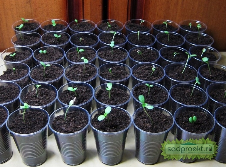 Выращивание рассады цветов: полное руководство
