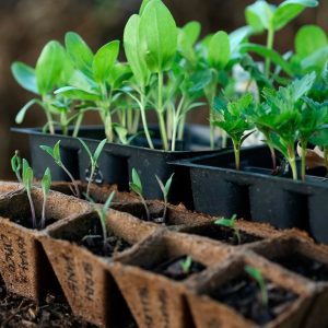 Выращивание рассады из семян в домашних условиях